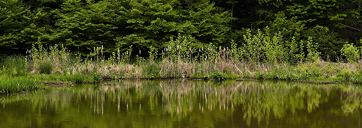 Shoreline Reflection, Ivy Creek Natural Area, Charlottesville, VA